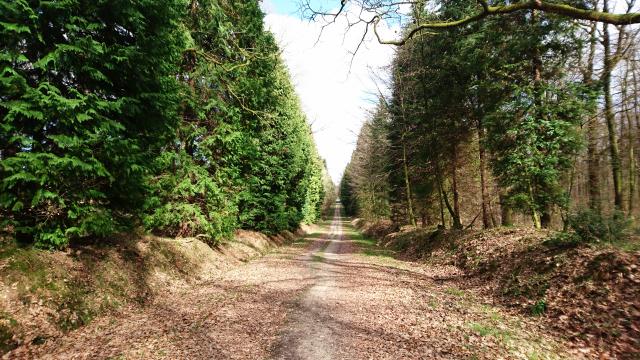 bagnoles-orne-foret-andaines-allee-forestiere