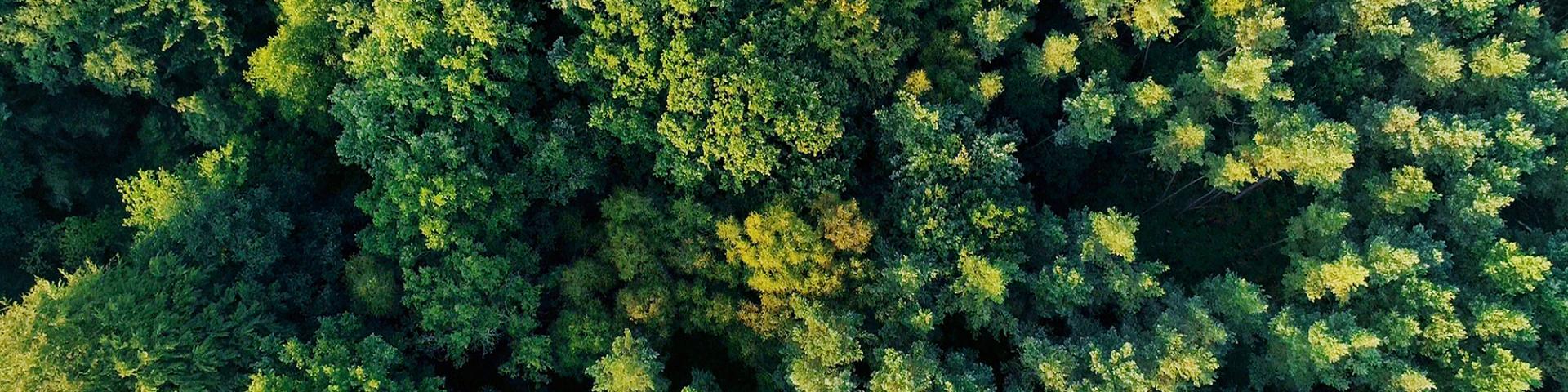 Bagnoles Orne Foret Andaines Nature Arbre Vue Ciel