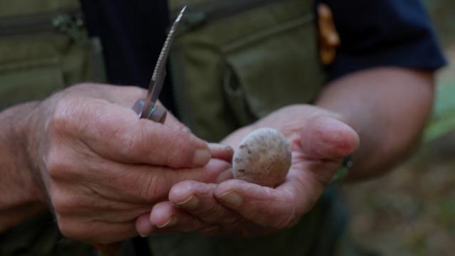 Bagnoles Orne Experiences Video Serie Portrait Rencontre Champignons Couteau Mycologue Foret Andaines Bebagnoles Normandie