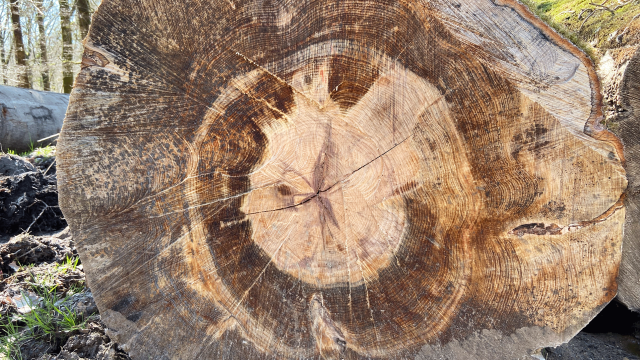 Bagnoles Orne Bebagnoles Foret Arbre Tronc Onf Travaux Coupe Nervure