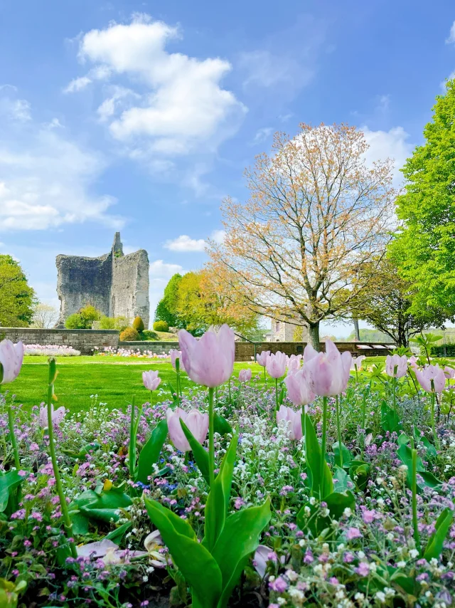 Domfront Poiraie Bocage Chateau Ruine Vestige Tupile Fleur Medieval