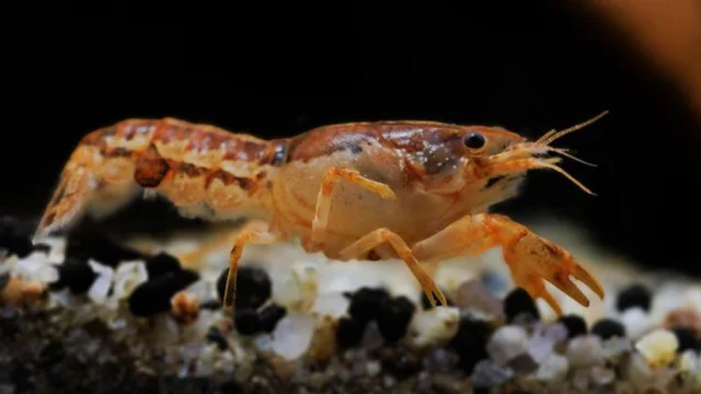 Bocage Destination Domfront Bagnoles Vacances Paques Topito Animations Peche Ecrevisse